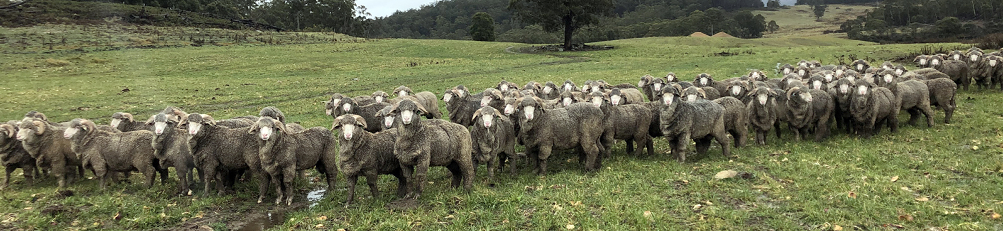 wet sheep 2