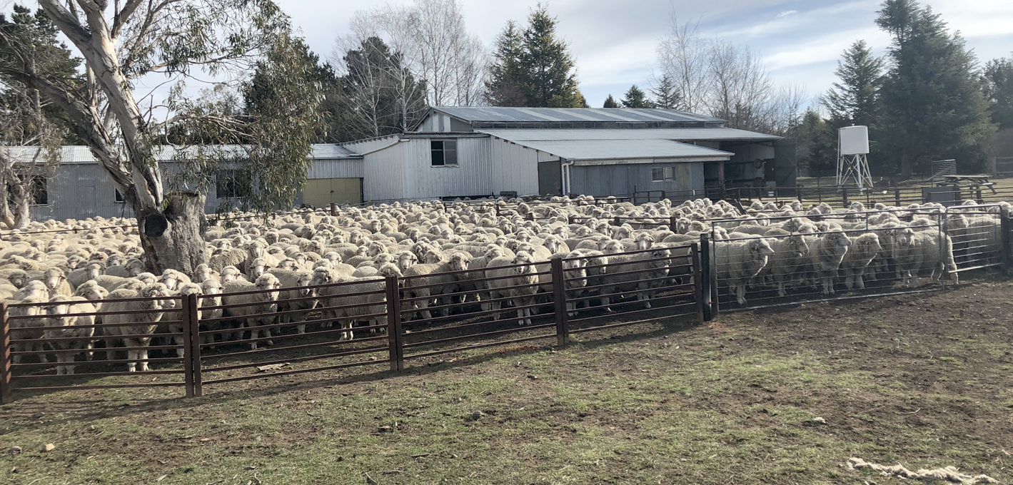 wethers adaminaby